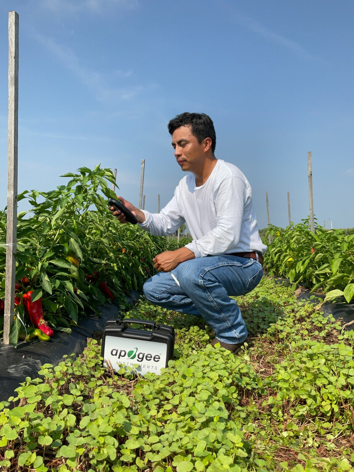 MC-100 MEDIDOR DE CLOROFILA